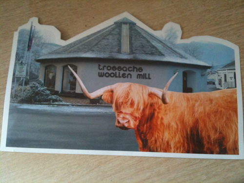 Front of postcard 040: Hamish the Highland Coo